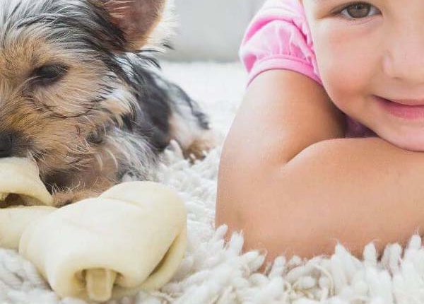 Florida Carpet Cleaner Kings Directory