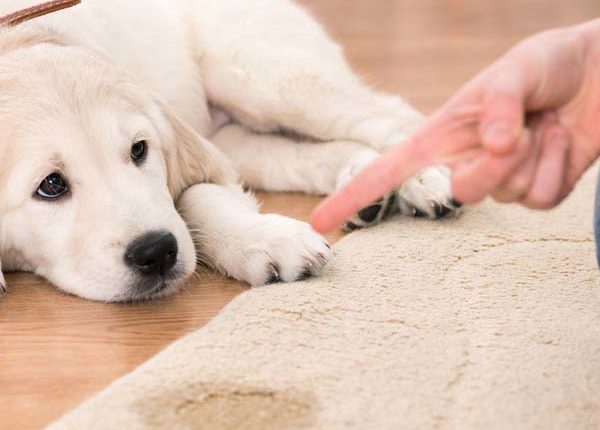 Dog On carpet Florida Carpet Cleaner Kings Directory