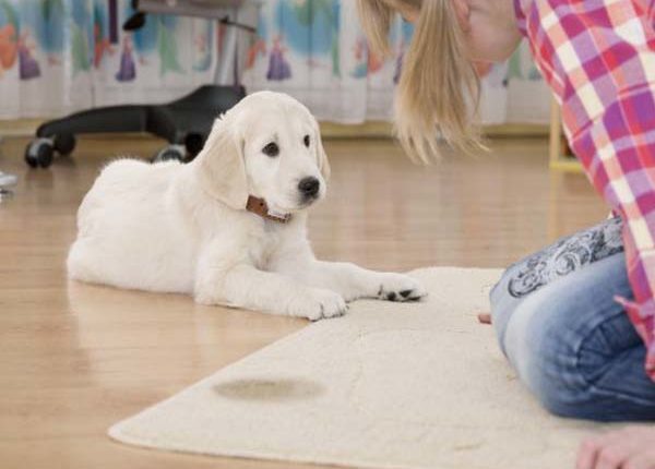Carpet Cleaning Mango, FL . Carpet Cleaning Largo, FL . Carpet Cleaning Dalkeith, FL .